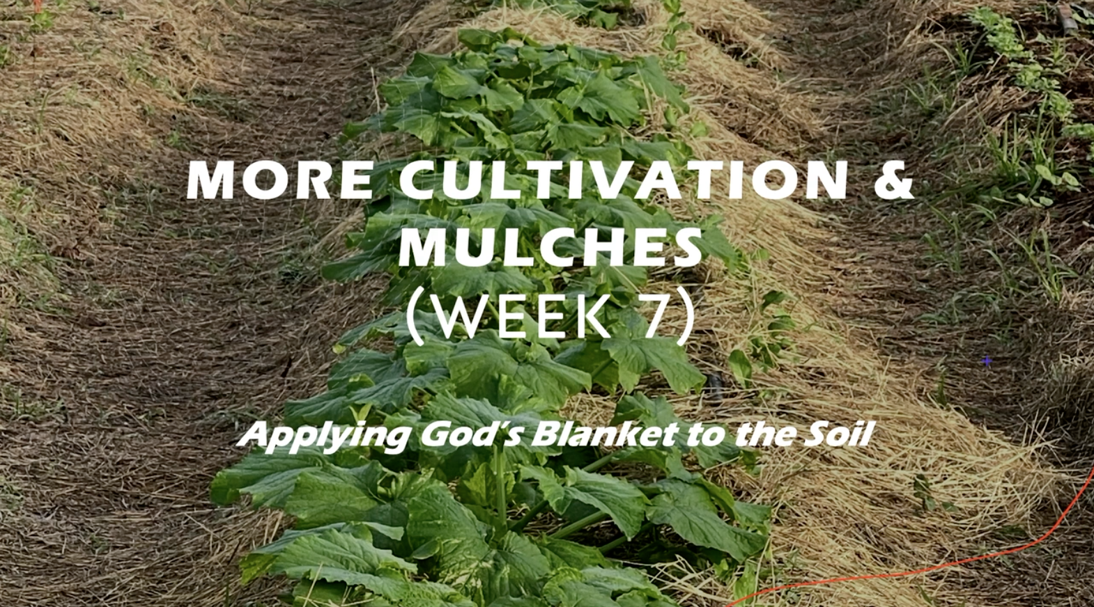 Class Instruction 7 -  More Cultivation and Mulches