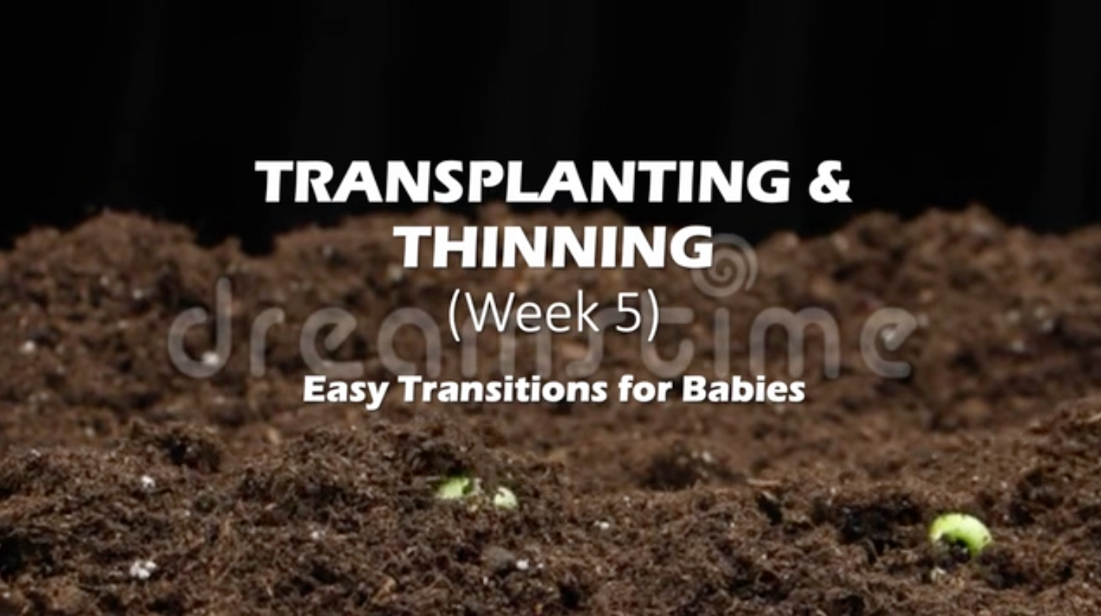 Class Instruction 5 - Transplanting and Thinning